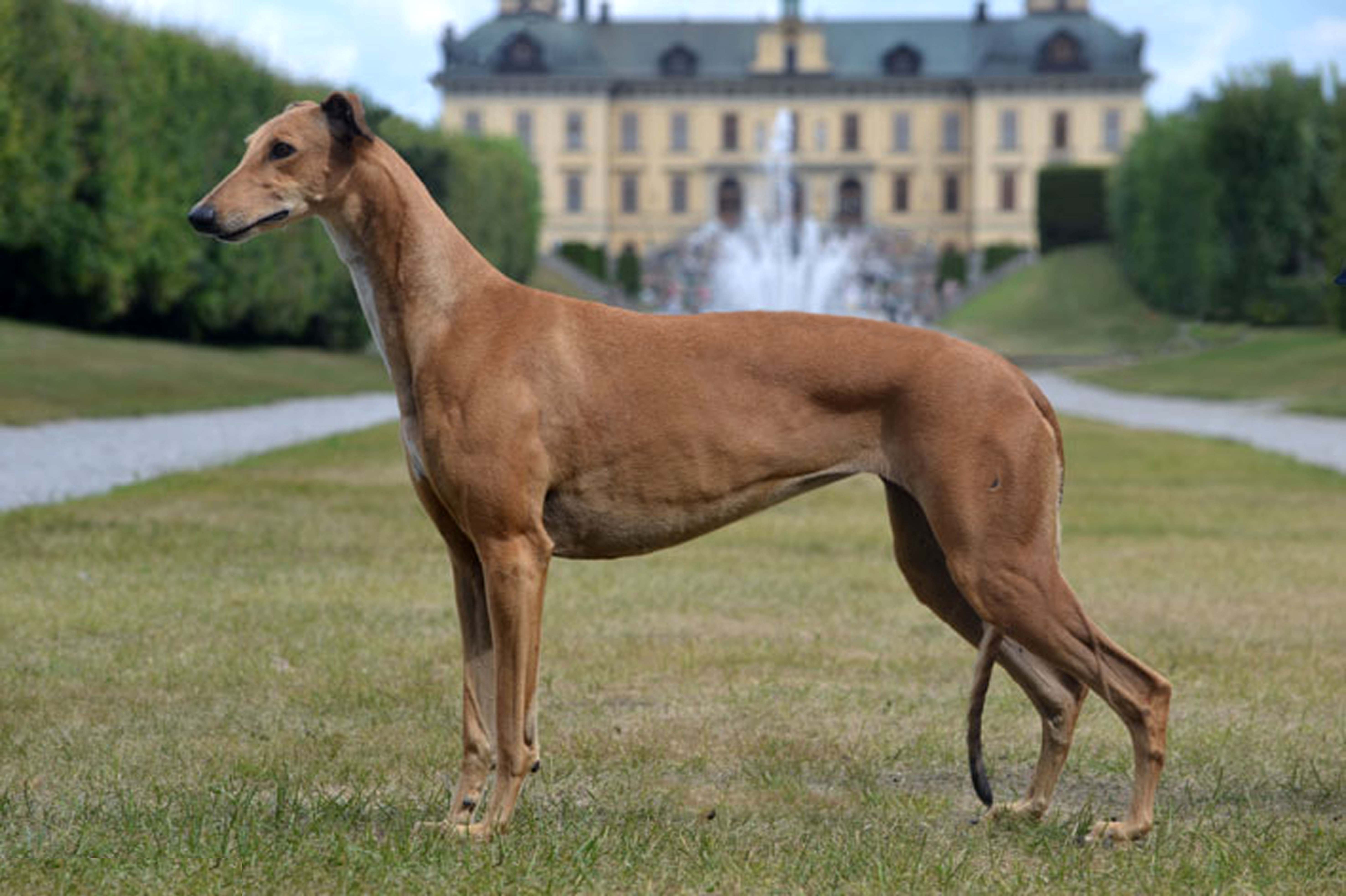 Greyhound - levriero inglese